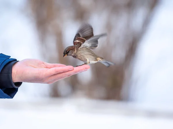 Ein Mann Füttert Spatzen Aus Seiner Hand Sperlinge Fressen Winter — Stockfoto