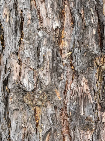 Stará Dřevěná Kůra Textura Nebo Pozadí Červená Borovice — Stock fotografie