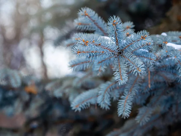 Branches Épinette Bleue Avec Aiguilles Dans Lumière Coucher Soleil Branche — Photo