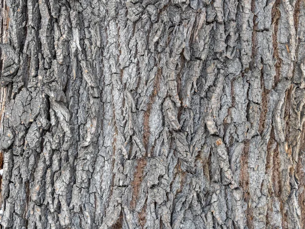 Texture Bark Old Willow Detailed Bark Texture Natural Background — Stock Photo, Image