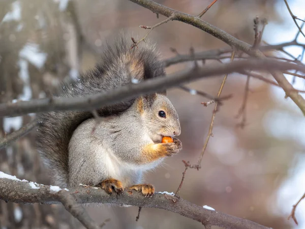 The squirrel with nut sits on tree in the winter or late autumn. Eurasian red squirrel, Sciurus vulgaris.