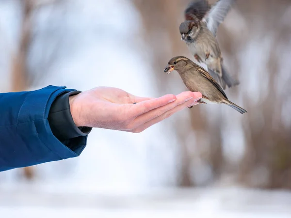 一个人用他的手喂麻雀 麻雀在冬天轮流吃人的种子 照顾动物 — 图库照片