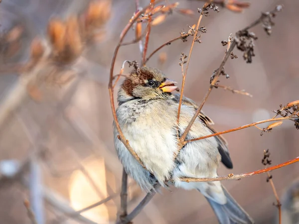 Sparrow Bir Çalı Dalında Oturur Tohumlarını Kışın Veya Ormanda Yer — Stok fotoğraf