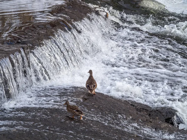 Качки Йдуть Вздовж Берегів Річки Маленьким Плоским Каскадом Водний Фон — стокове фото