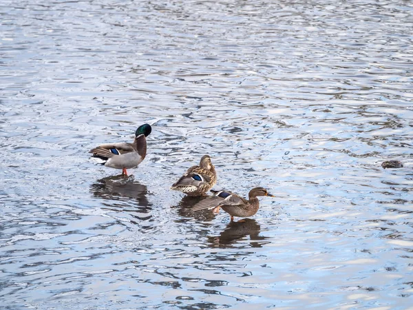 Enten Stehen Einem Seichten Fluss Wildenten Stehen Flachen Wasser Auf — Stockfoto
