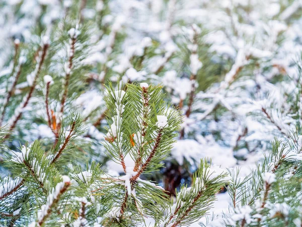 Зеленые Молодые Сосны Покрытые Белым Снегом Зимний Природный Фон — стоковое фото