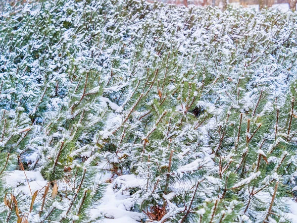 Verdes Pinos Jóvenes Cubiertos Nieve Blanca Fondo Natural Invierno —  Fotos de Stock