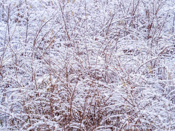 Boom Takken Winter Bedekt Met Sneeuw Vorst Sneeuw Bevroren Boomtakken — Stockfoto