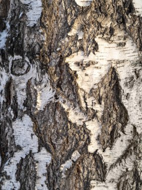 Ağaç kabuğunun dokusu. Birch kabuğu arkaplanı