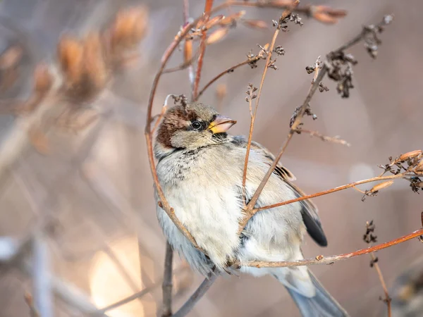 Sparrow Bir Çalı Dalında Oturur Tohumlarını Kışın Veya Ormanda Yer — Stok fotoğraf