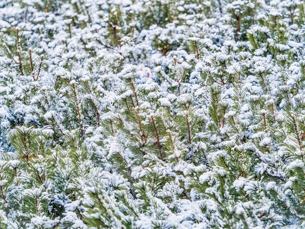 Verdes Pinos Jóvenes Cubiertos Nieve Blanca Fondo Natural Invierno — Foto de Stock