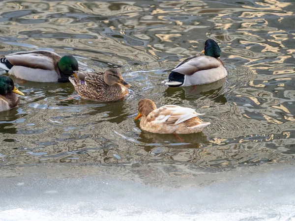 Los Patos Nadan Largo Orilla Helada Del Río Patos Salvajes — Foto de Stock