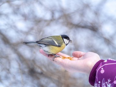 Girl feeds a tit from a palm. A bird sits on a woman's hand and eats seeds. Caring for animals in winter or autumn.