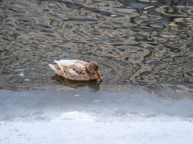 Ördek nehrin buzlu kıyısında yüzüyor. Kışın vahşi ördekler.