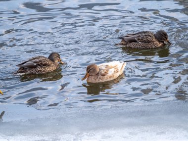 Ördekler nehrin buzlu kıyısında yüzerler. Kışın vahşi ördekler.