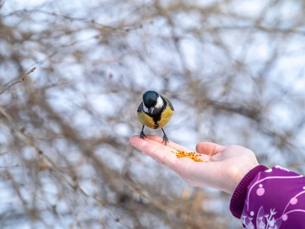 女の子はヤシの実を食べます 鳥が女性の手の上に座り 種を食べる 冬または秋の動物の世話 — ストック写真