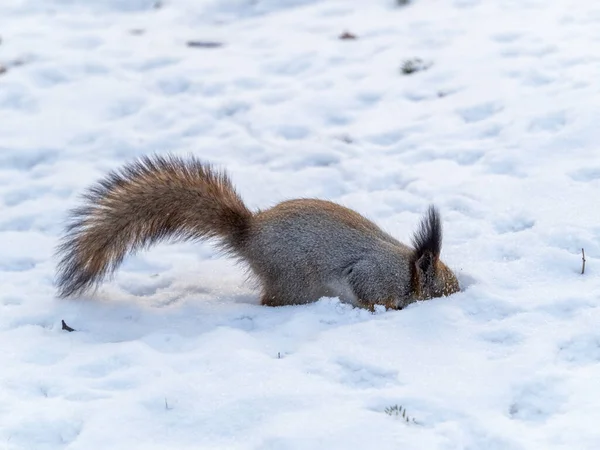 Eichhörnchen Versteckt Nüsse Weißen Schnee Rotes Eichhörnchen Sciurus Vulgaris — Stockfoto