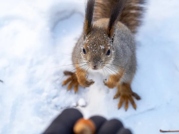 リスは冬に男の手からナッツを食べる ユーラシア レッドリス シウルス ヴァルガリス — ストック写真