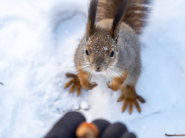 Veverka Oříšky Mužské Ruky Zimě Eurasijská Červená Veverka Sciurus Vulgaris — Stock fotografie