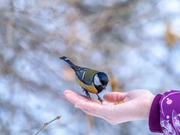 Girl feeds a tit from a palm. A bird sits on a woman\'s hand and eats seeds. Caring for animals in winter or autumn.