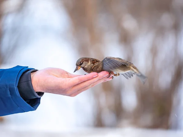 一个人用他的手喂麻雀 麻雀在冬天轮流吃人的种子 照顾动物 — 图库照片