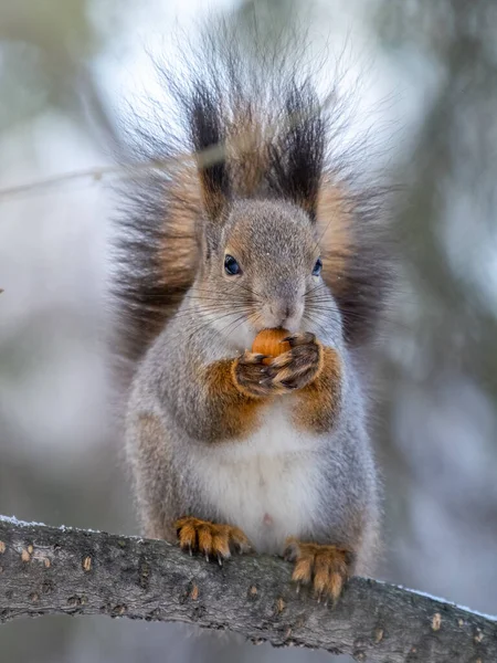 Das Eichhörnchen Mit Der Nuss Sitzt Winter Oder Spätherbst Auf — Stockfoto
