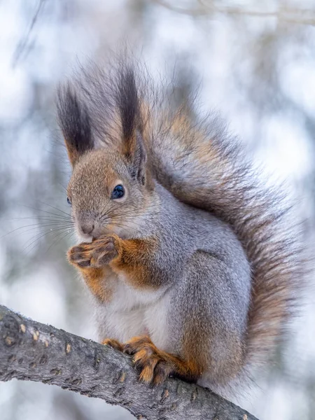 Ardilla Con Nuez Sienta Árbol Invierno Finales Otoño Ardilla Roja — Foto de Stock