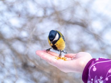 Girl feeds a tit from a palm. A bird sits on a woman's hand and eats seeds. Caring for animals in winter or autumn.