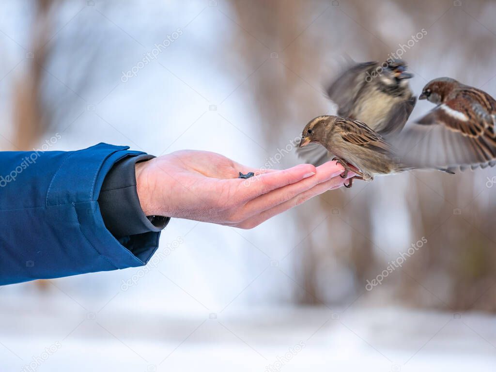 A man feeds sparrows from his hand. Sparrows take turns eating seeds from a human hand in winter. Taking care of animals.