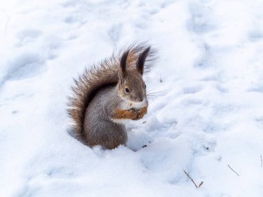 Sincap kışın fındıklı beyaz karın üzerinde oturur. Avrasya kızıl sincabı, Sciurus vulgaris. Boşluk arkaplanı kopyala