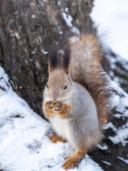 Squirrel Sits White Snow Nut Winter Eurasian Red Squirrel Sciurus — Stock Photo, Image