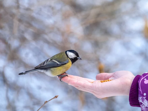 Girl feeds a tit from a palm. A bird sits on a woman\'s hand and eats seeds. Caring for animals in winter or autumn.