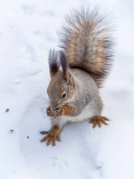 Eichhörnchen Steht Auf Seinen Hinterbeinen Auf Dem Weißen Schnee Rotes — Stockfoto