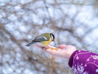 Girl feeds a tit from a palm. A bird sits on a woman's hand and eats seeds. Caring for animals in winter or autumn.