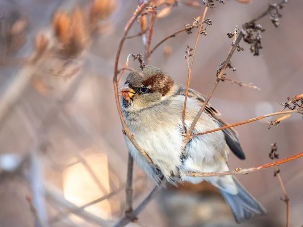 Sparrow Zit Aan Een Struiktak Eet Zijn Zaden Het Winterpark — Stockfoto