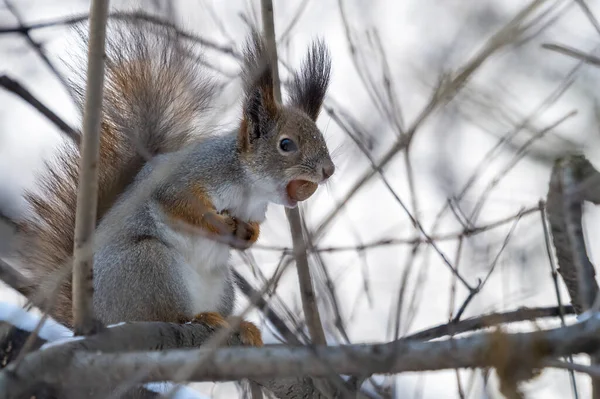 Scoiattolo Con Noce Siede Albero Nell Inverno Autunno Tardo Scoiattolo — Foto Stock