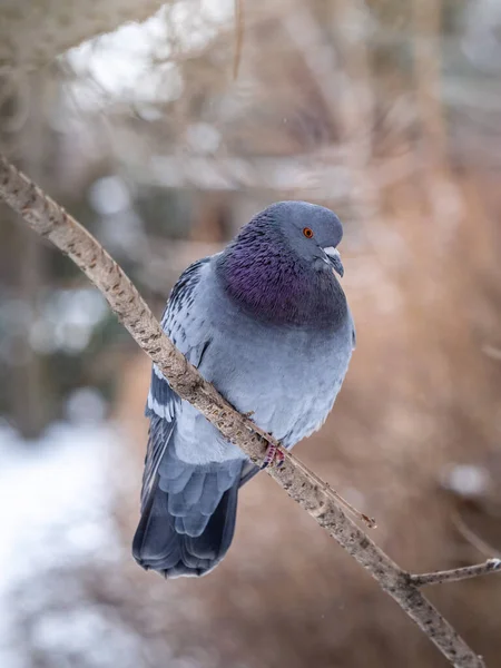 비둘기가 나뭇가지에 있습니다 집비둘기와 배경이 흐릿하고 비둘기 — 스톡 사진