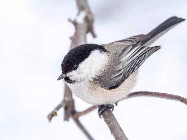 Cute Bird Willow Tit Song Bird Sitting Branch Leaves Winter — 图库照片