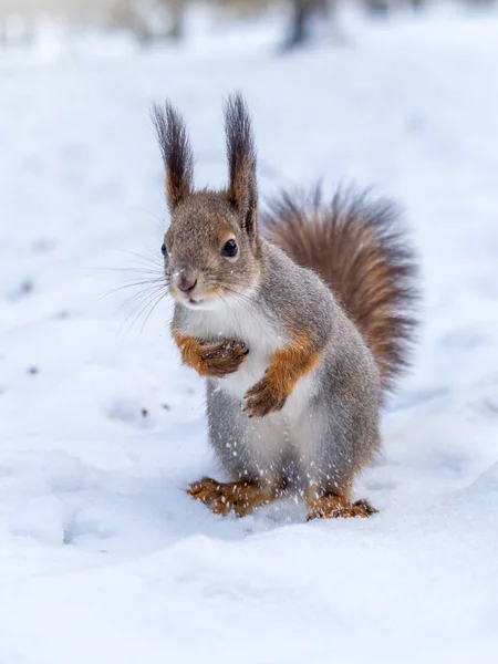 Ardilla Divertida Pie Sobre Sus Patas Traseras Nieve Blanca Ardilla — Foto de Stock