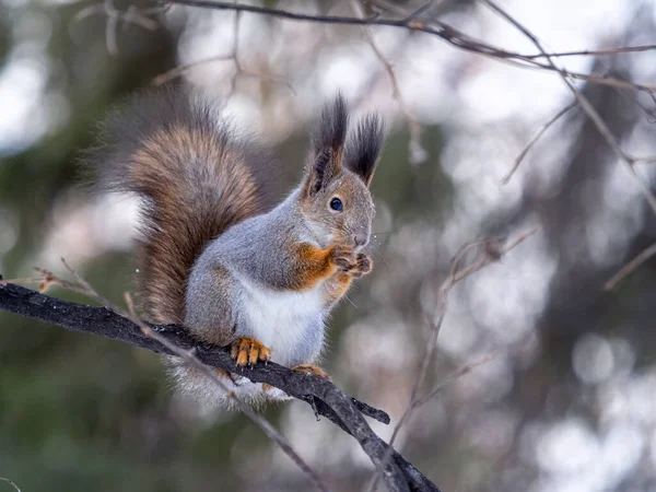 Das Eichhörnchen Mit Der Nuss Sitzt Winter Oder Spätherbst Auf — Stockfoto