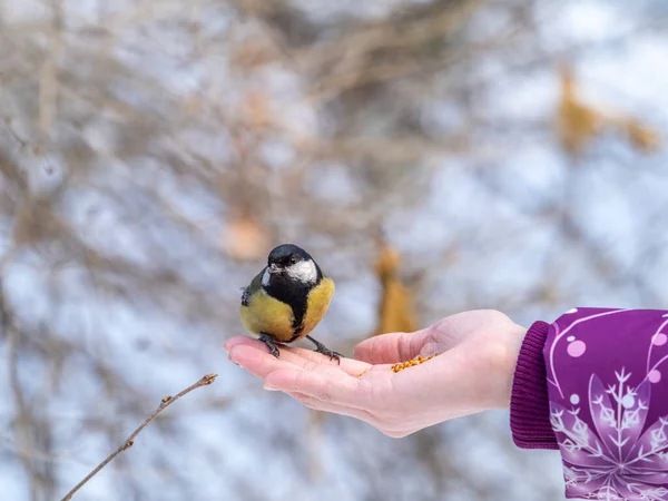 Girl Feeds Tit Palm Bird Sits Woman Hand Eats Seeds — Stok fotoğraf