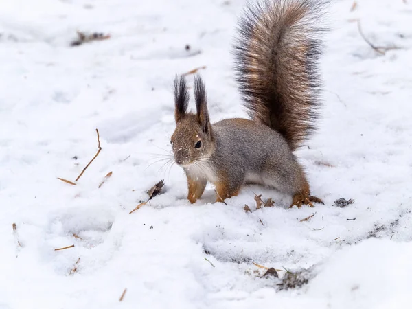 Das Eichhörnchen Sitzt Auf Weißem Schnee Porträt Eines Eichhörnchens Rotes — Stockfoto