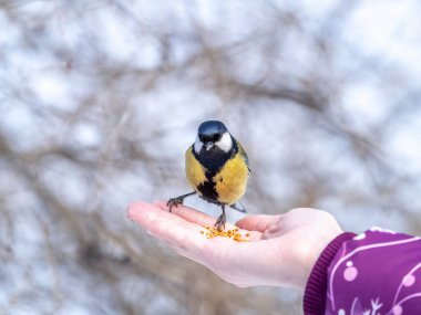 Girl feeds a tit from a palm. A bird sits on a woman's hand and eats seeds. Caring for animals in winter or autumn.