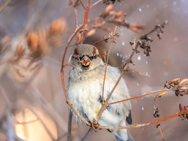 Vrabec Sedí Větvi Keře Svá Semena Zimním Parku Nebo Lese — Stock fotografie