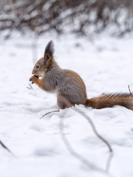 Esquilo Senta Neve Branca Com Noz Inverno Esquilo Vermelho Eurasiano — Fotografia de Stock