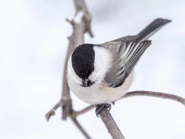 Cute Bird Willow Tit Song Bird Sitting Branch Leaves Winter — Stockfoto