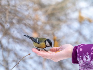 Girl feeds a tit from a palm. A bird sits on a woman's hand and eats seeds. Caring for animals in winter or autumn.