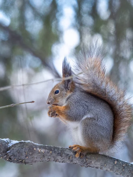 Das Eichhörnchen Mit Der Nuss Sitzt Winter Oder Spätherbst Auf — Stockfoto