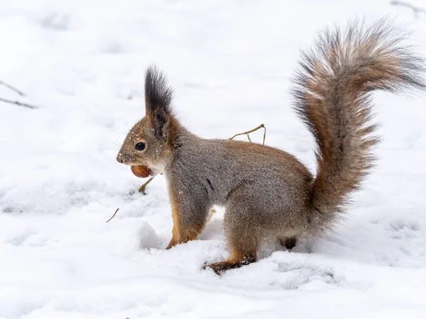 다람쥐는 겨울에 견과류와 유라시아붉은 다람쥐 Sciurus Vulgaris — 스톡 사진
