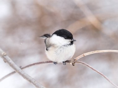 Cute bird The willow tit, song bird sitting on a branch without leaves in the winter. Willow tit perching on tree in winter. The willow tit, lat. Poecile montanus.